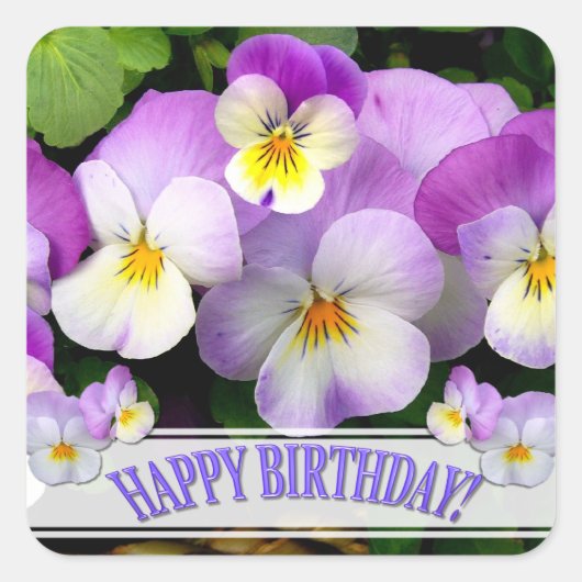 Pansy Gelukkig Birthday Vierkante Sticker (Voorkant)
