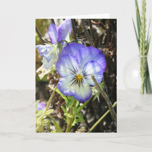 " Pansy" Kaart (Voorkant)