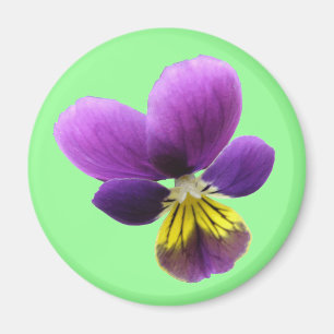  Pansy Magnet