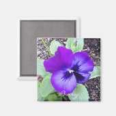 Pansy Magnet (Voorkant / Achterkant)