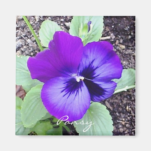 Pansy Magnet (Voorkant)