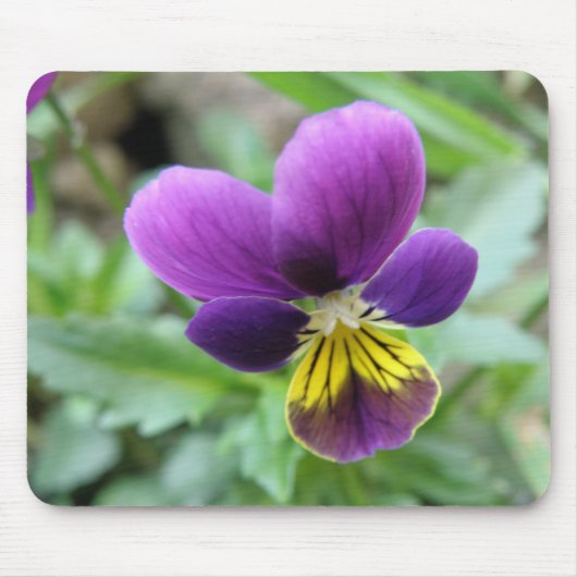 Pansy Mousepad Muismat (Voorkant)