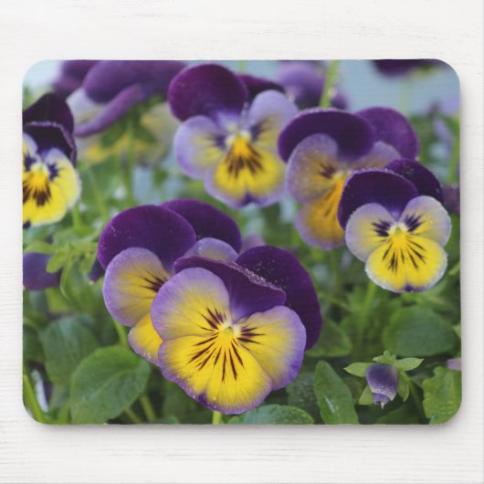 Pansy mousepad muismat (Voorkant)
