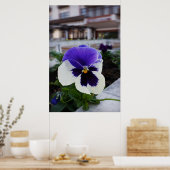 Pansy op de stoep poster (Keuken)