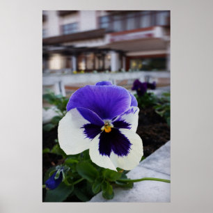 Pansy op de stoep poster