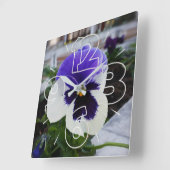 Pansy op de stoep vierkante klok (Hoek)