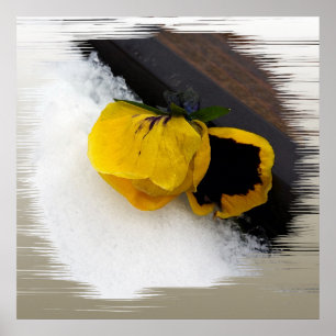 Pansy op sneeuw poster
