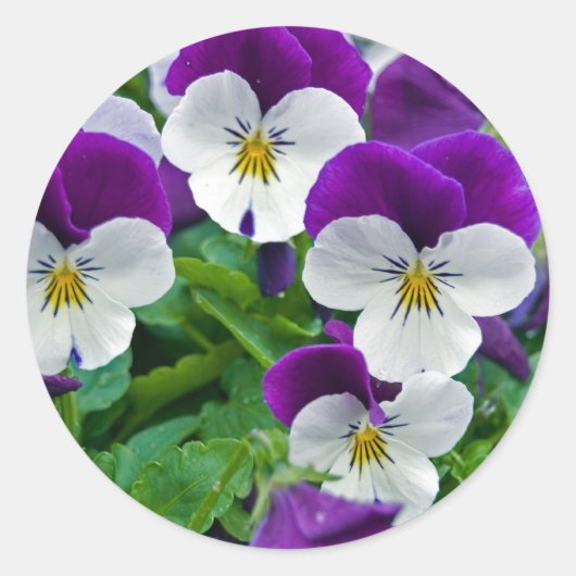 Pansy Paarse Ronde Sticker (Voorkant)