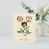 Pansy Pansies Bloem Illustratie Briefkaart (Staand voorkant)