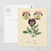 Pansy Pansies Bloem Illustratie Briefkaart (Voorkant / Achterkant)