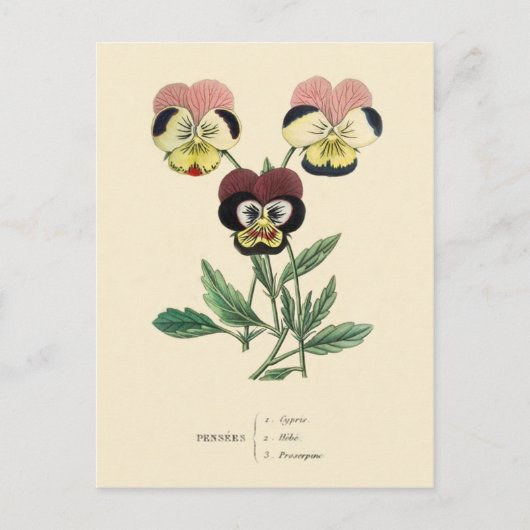 Pansy Pansies Bloem Illustratie Briefkaart (Voorkant)