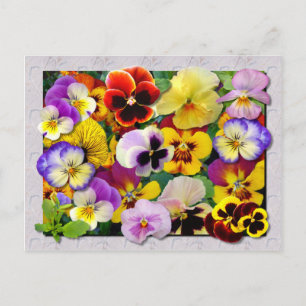 PANSY PATCHWORK BRIEFKAART