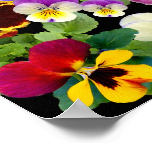 PANSY PATCHWORK ~ PRINT/POSTER POSTER (Hoek)