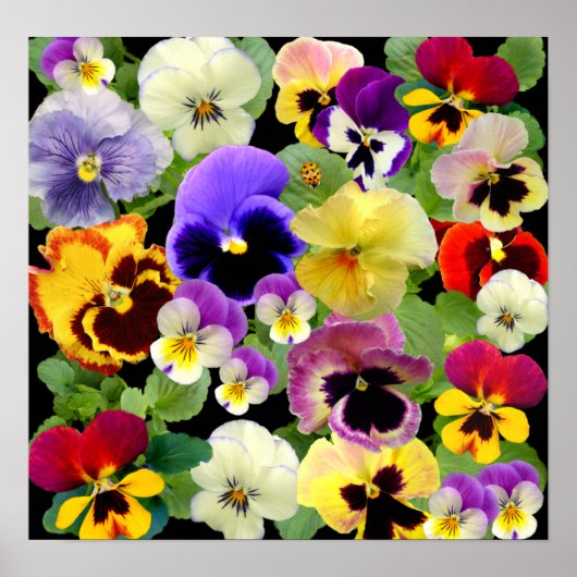 PANSY PATCHWORK ~ PRINT/POSTER POSTER (Voorkant)