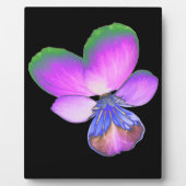  Pansy Plaque Fotoplaat (Voorkant)