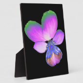  Pansy Plaque Fotoplaat (Zijkant)