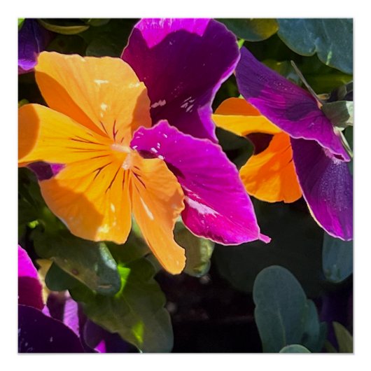 Pansy Poster (Voorkant)