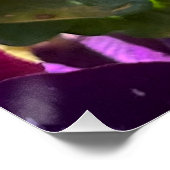 Pansy Poster (Hoek)
