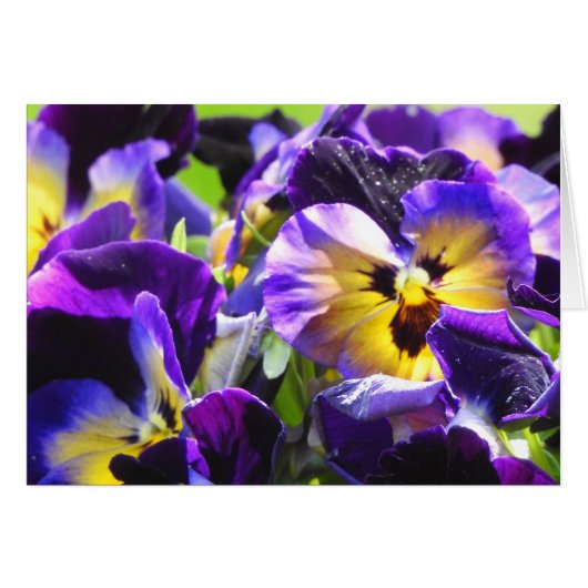 Pansy Small Hartelijk-dank kaarten, klein (4 x 5,6 (Voorkant Horizontaal)
