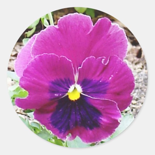Pansy Sticker (Voorkant)