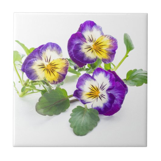 pansy tegeltje (Voorkant)