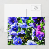 Pansy uit Home Depot Briefkaart (Voorkant / Achterkant)