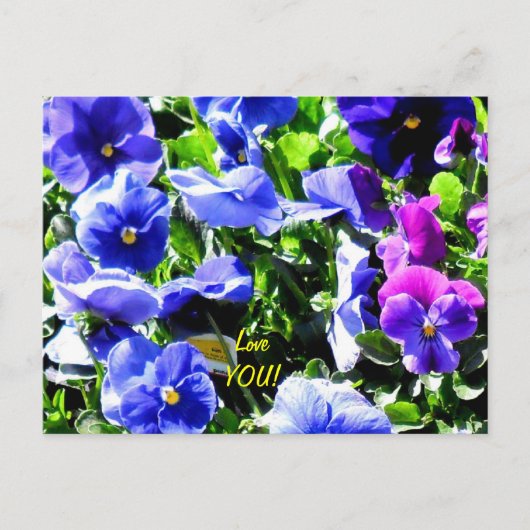 Pansy uit Home Depot Briefkaart (Voorkant)