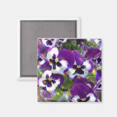Pansy vierkante magneet (Voorkant / Achterkant)