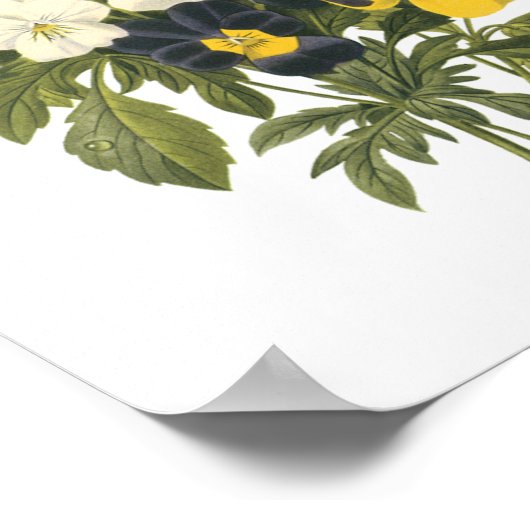 pansy (Viola sp.) van Redouté Poster (Hoek)