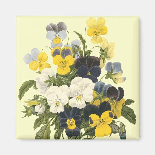 Pansy Violets Botanische Kunst Magneet (Voorkant)