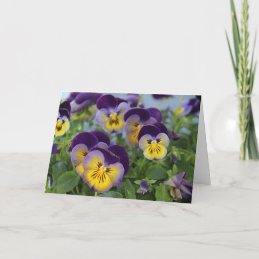 Pansy Wenskaart Kaart (Voorkant)
