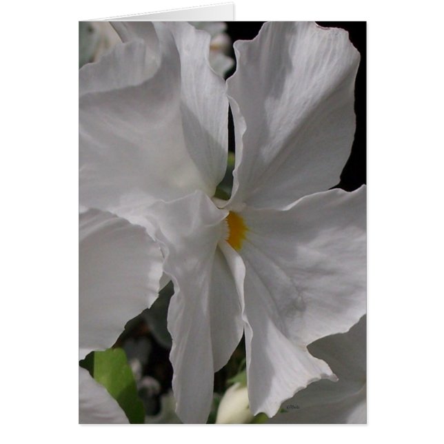 Pansy White (Voorkant)
