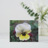 Pansy White en Yellow Briefkaart (Staand voorkant)