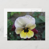 Pansy White en Yellow Briefkaart (Voorkant / Achterkant)