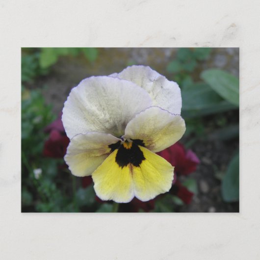 Pansy White en Yellow Briefkaart (Voorkant)