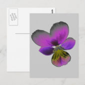 Pansy Wild Dark Paars Briefkaart (Voorkant / Achterkant)