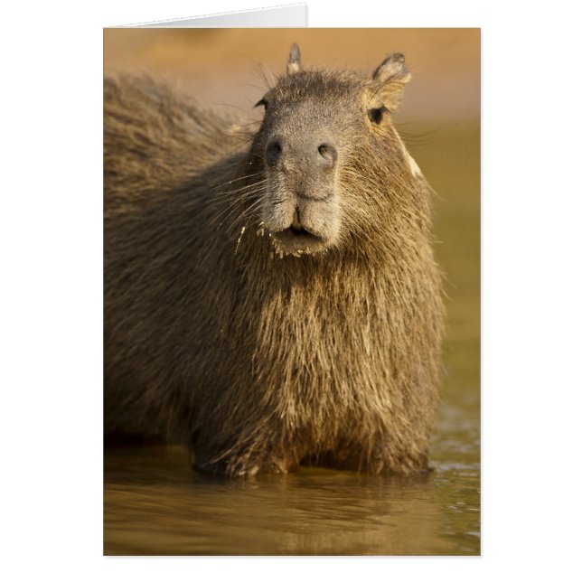 Pantanal, Brazilië, Capybara, Hydrochoerus (Voorkant)