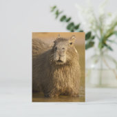 Pantanal, Brazilië, Capybara, Hydrochoerus Briefkaart (Staand voorkant)