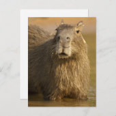 Pantanal, Brazilië, Capybara, Hydrochoerus Briefkaart (Voorkant / Achterkant)