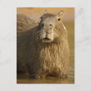 Pantanal, Brazilië, Capybara, Hydrochoerus Briefkaart