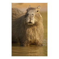 Pantanal, Brazilië, Capybara, Hydrochoerus