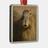 Pantanal, Brazilië, Capybara, Hydrochoerus Metalen Ornament (Rechts)