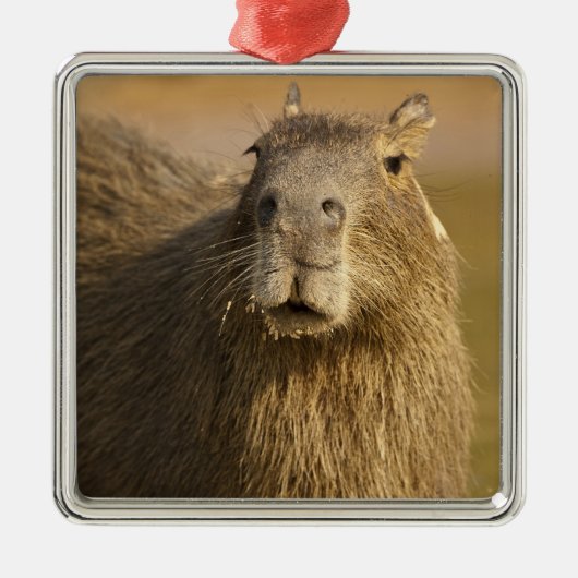 Pantanal, Brazilië, Capybara, Hydrochoerus Metalen Ornament (Voorkant)
