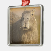 Pantanal, Brazilië, Capybara, Hydrochoerus Metalen Ornament (Links)
