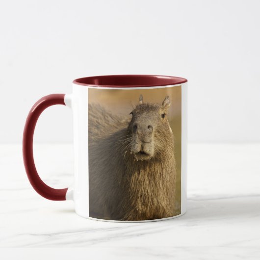 Pantanal, Brazilië, Capybara, Hydrochoerus Mok (Links)