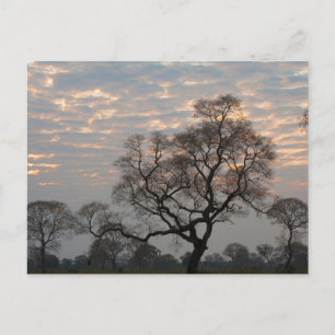 Pantanal Wetlands   Zuid-Amerika, Brazilië Briefkaart