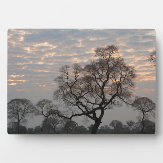 Pantanal Wetlands | Zuid-Amerika, Brazilië Fotoplaat (voorkant)