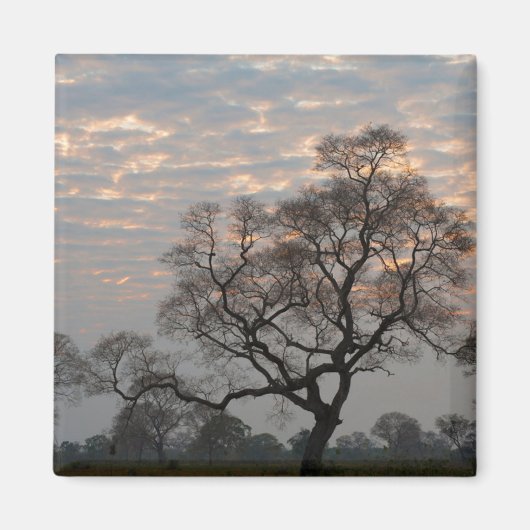 Pantanal Wetlands | Zuid-Amerika, Brazilië Magneet (Voorkant)