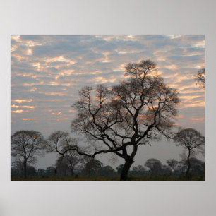 Pantanal Wetlands   Zuid-Amerika, Brazilië Poster