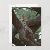 Panter Briefkaart (Voorkant / Achterkant)